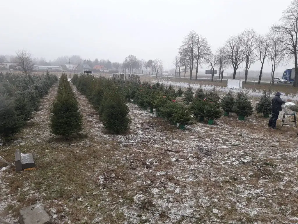 Sprzedaż choinek ile można zarobić? Odkryj zyski i ryzyka