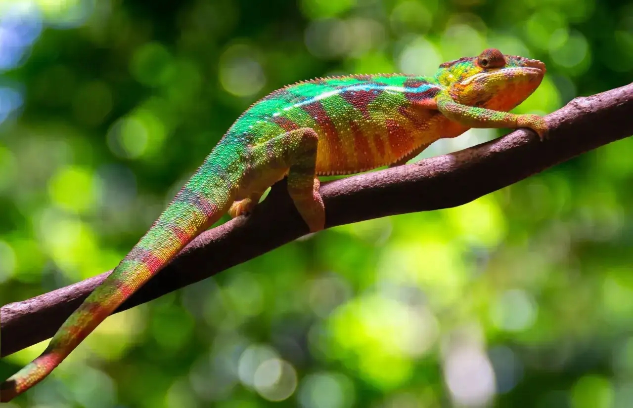 sklep terrarystyczny