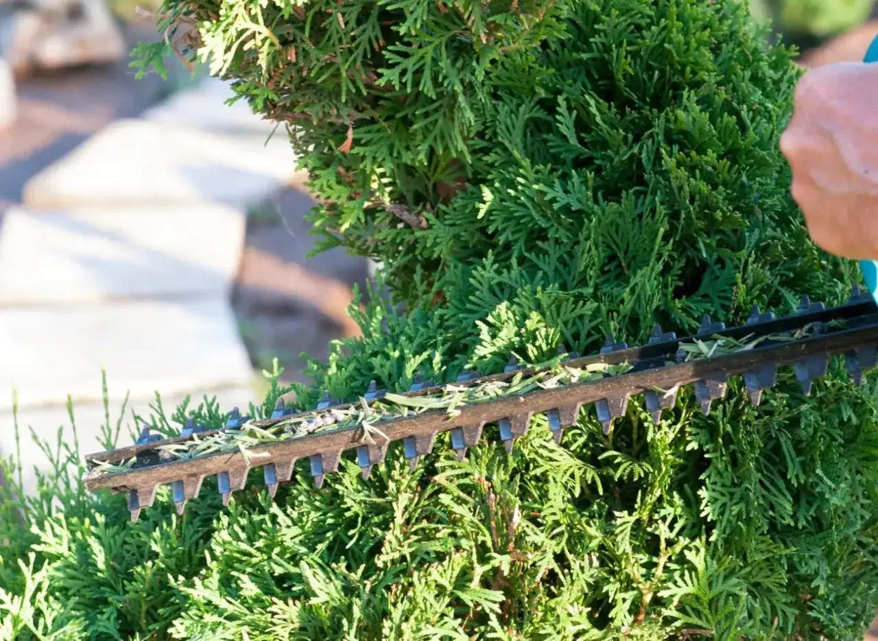 Kiedy przycinać tuje, aby uniknąć błędów w pielęgnacji roślin?