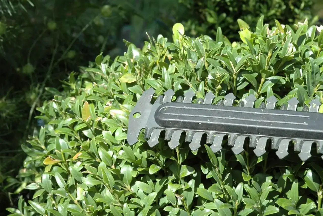 Najlepsze nożyce do żywopłotu elektryczne – ranking, opinie i porady użytkowników