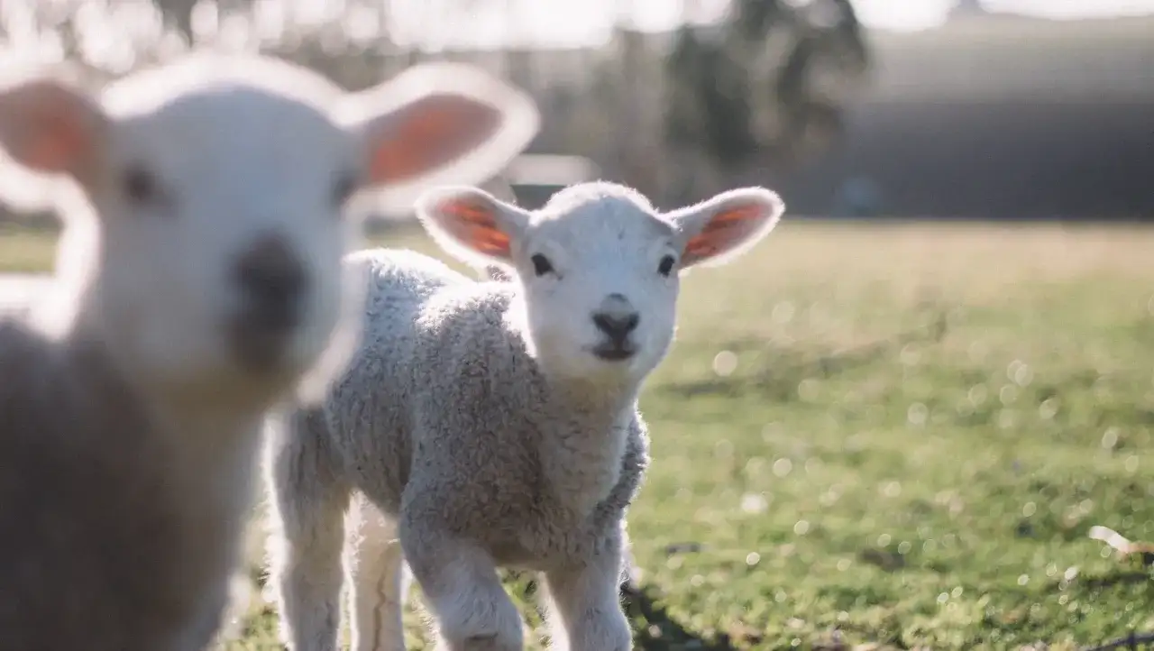Od czego zależy kiedy wypada wielkanoc? Odkryj tajemnice daty tego święta