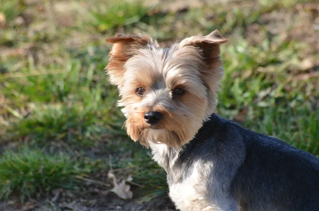Gdzie na spacer z psem w okolicach Poznania? Odkryj najlepsze miejsca