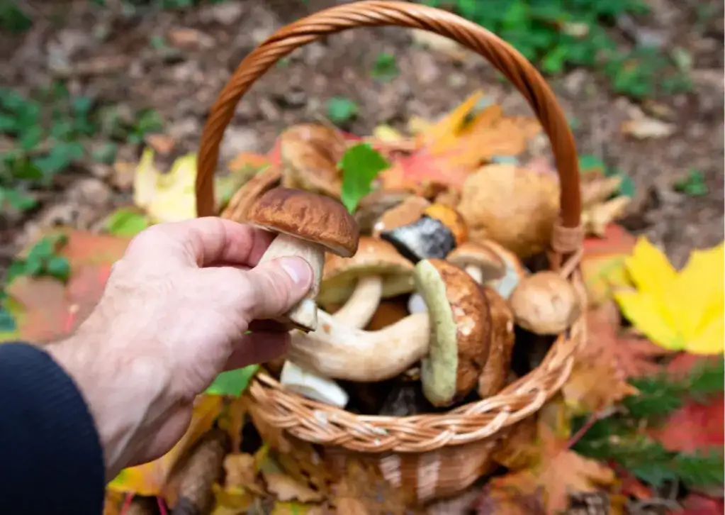 Czy zbieranie grzybów w rezerwacie przyrody jest legalne? Przepisy i kary