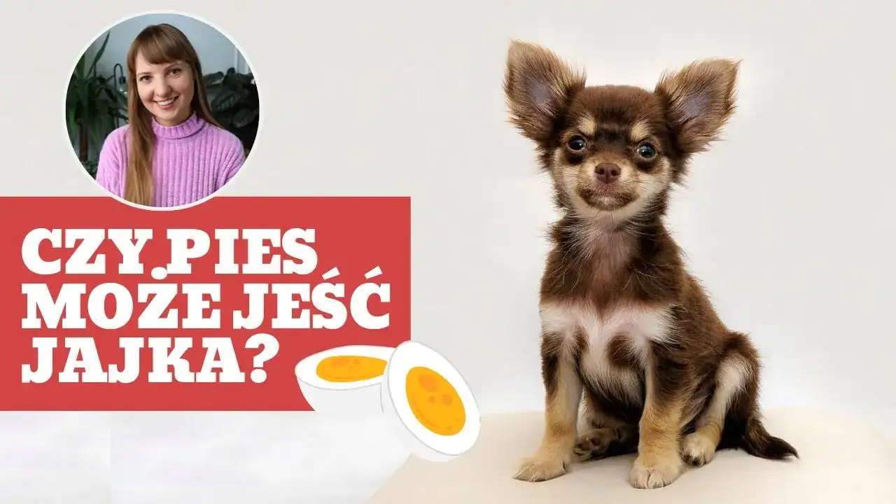 Czy pies może jeść jajka? Korzyści, zagrożenia i bezpieczne sposoby podawania