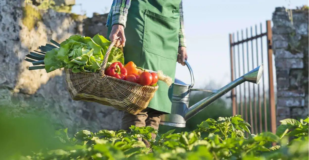 Jak wybrać najlepszy zraszacz do warzyw, aby uniknąć problemów z nawadnianiem