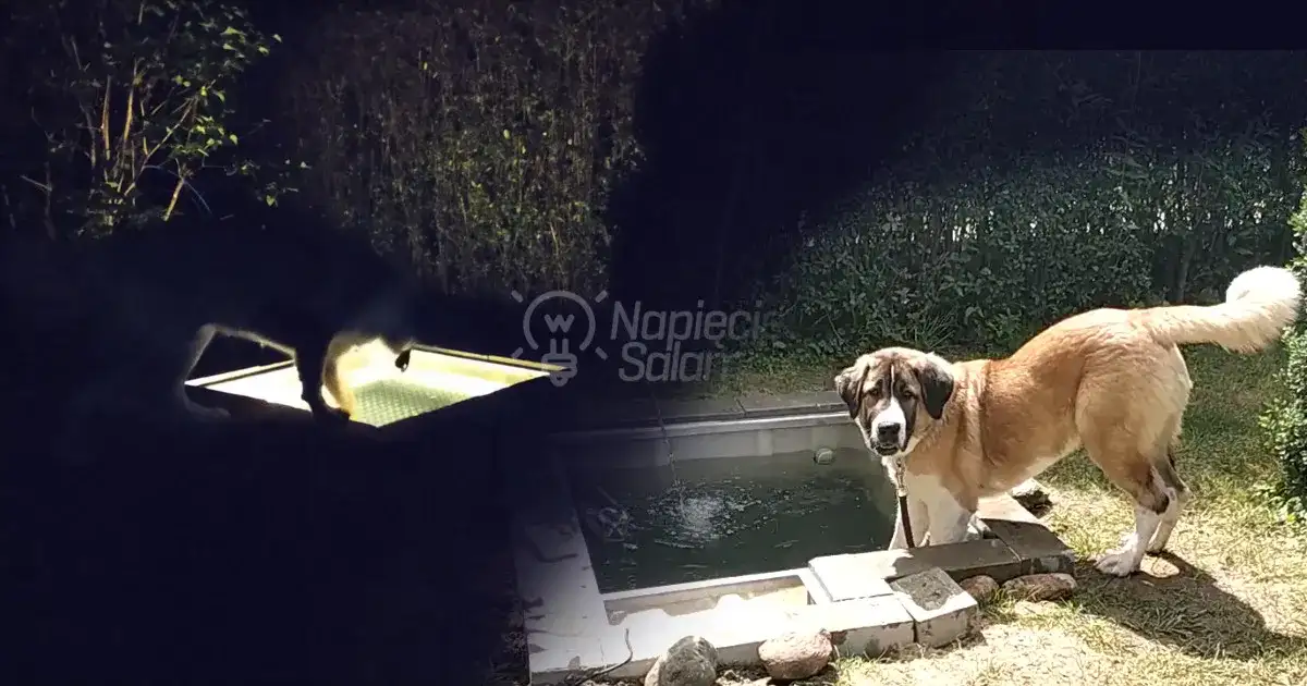 Jak zrobić basen dla psa - proste kroki, które zapewnią mu radość