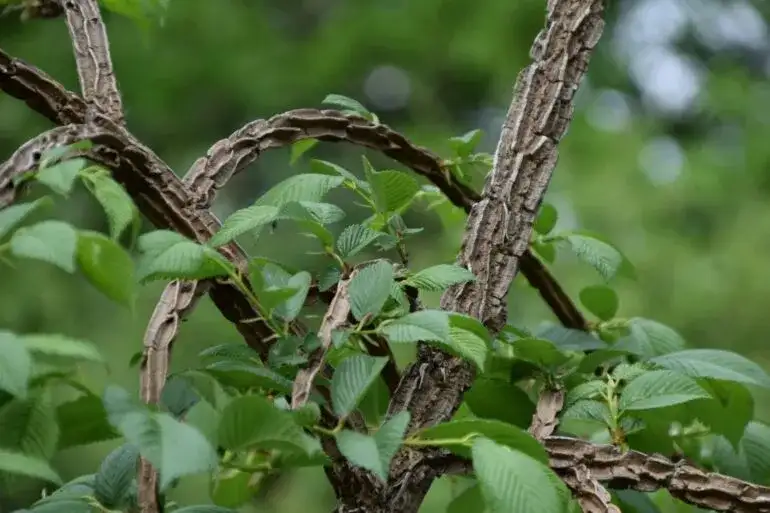 Kiedy i jak kwitnie wiąz? Poznaj tajemnice jego piękna