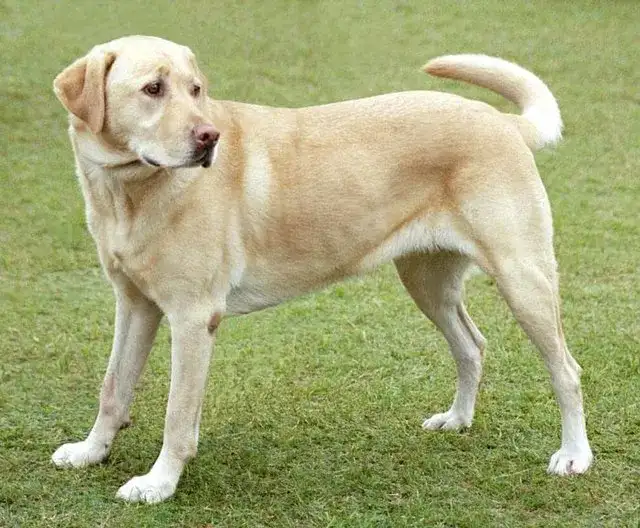 Amerykański labrador - poznaj różnice i cechy tej wyjątkowej rasy psów