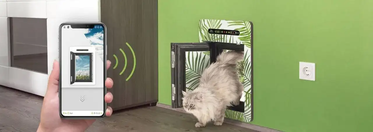 Drzwi dla kota w ścianie: jak wybrać i zamontować idealne przejście