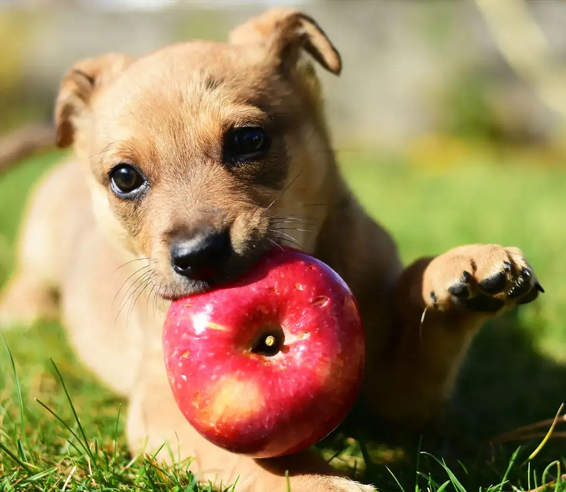 Czy pies może jeść jabłko? Poznaj bezpieczne zasady karmienia zwierzaka