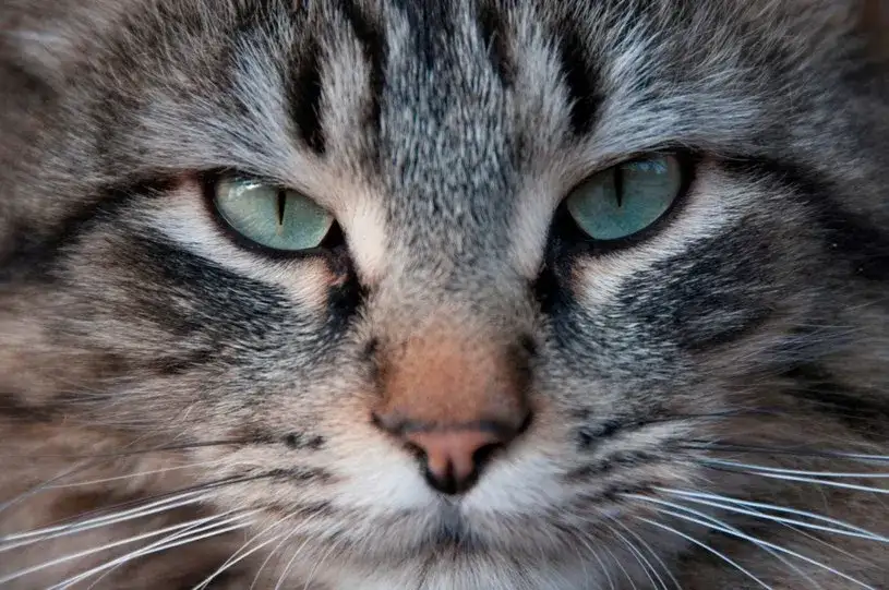 Czy koty widzą aurę? Prawda o ich niezwykłych zdolnościach