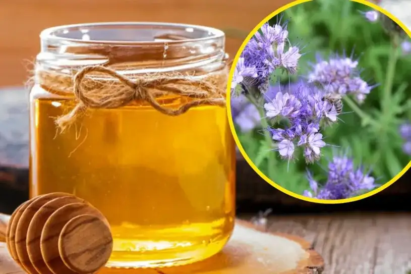 Czym jest miód faceliowy? Właściwości, zastosowanie i korzyści dla zdrowia