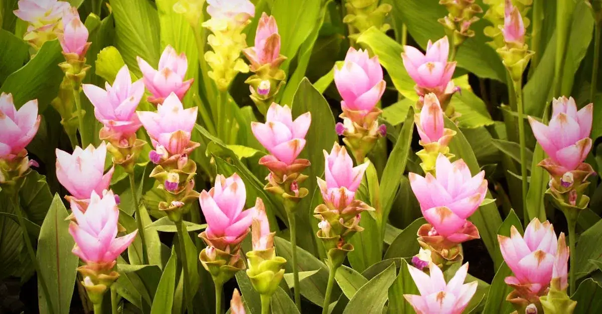 Ziemowit roślina: Cechy, uprawa i pielęgnacja tej interesującej rośliny