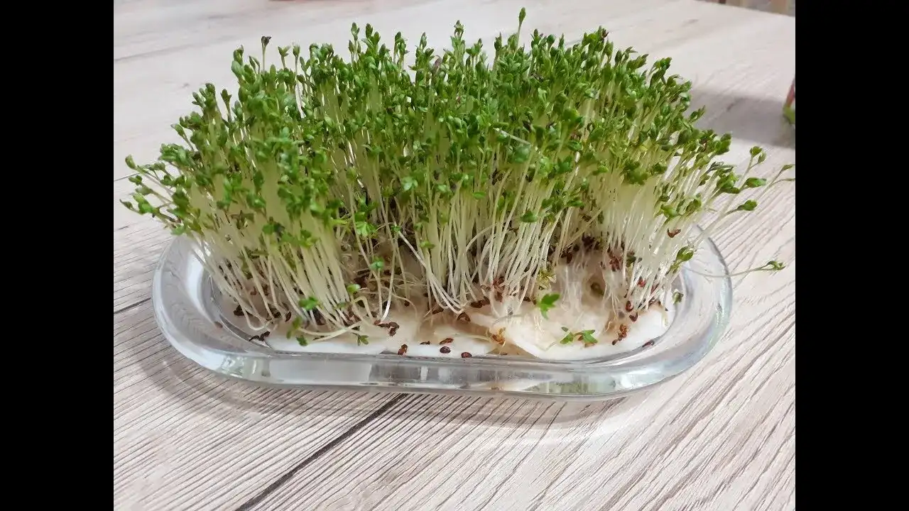 Jak posadzić rzeżuchę w doniczce i cieszyć się zdrowymi plonami