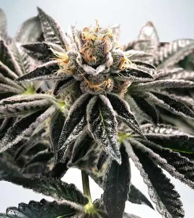 Gelato weed medycznie? 5 przypadłości, w których może dawać ukojenie