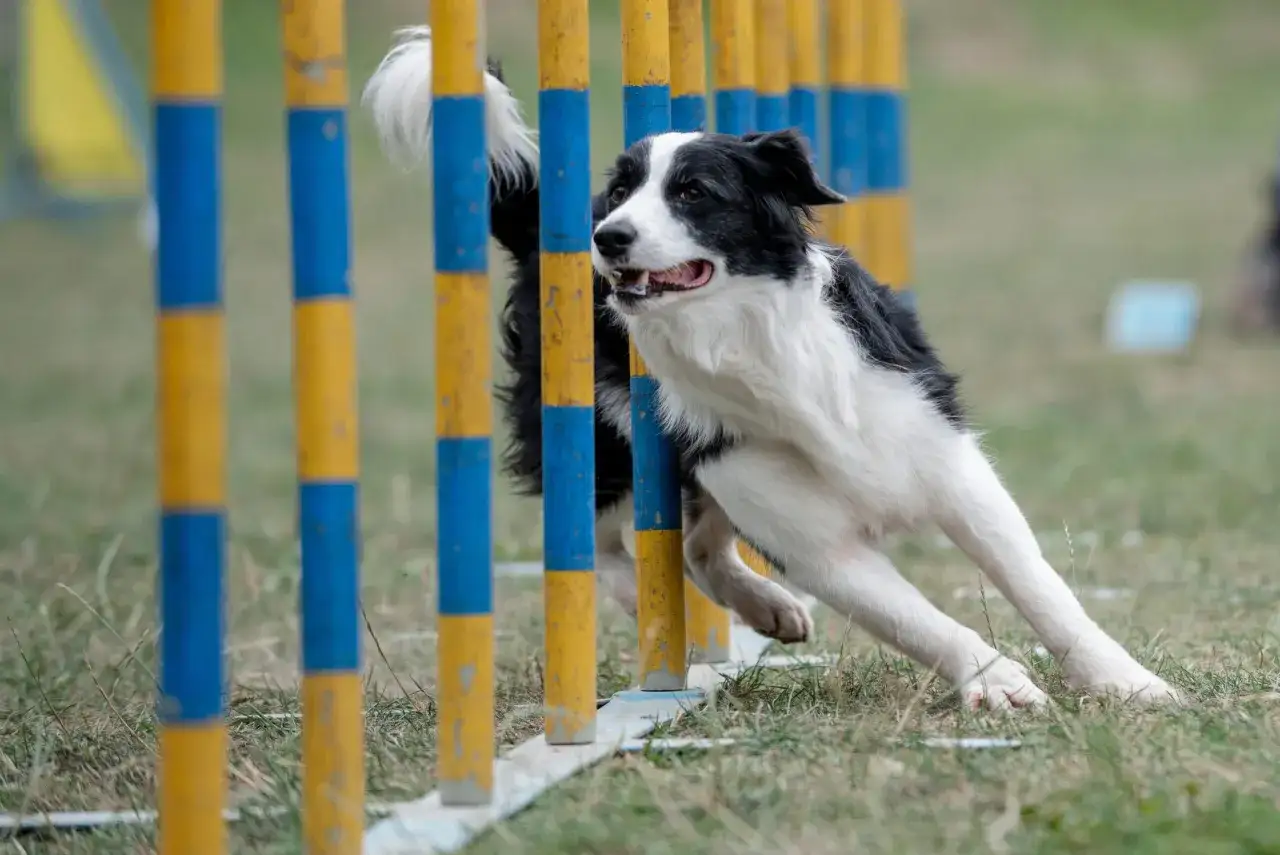 Klasa agility 0: kompletny poradnik dla psich sportowców na start