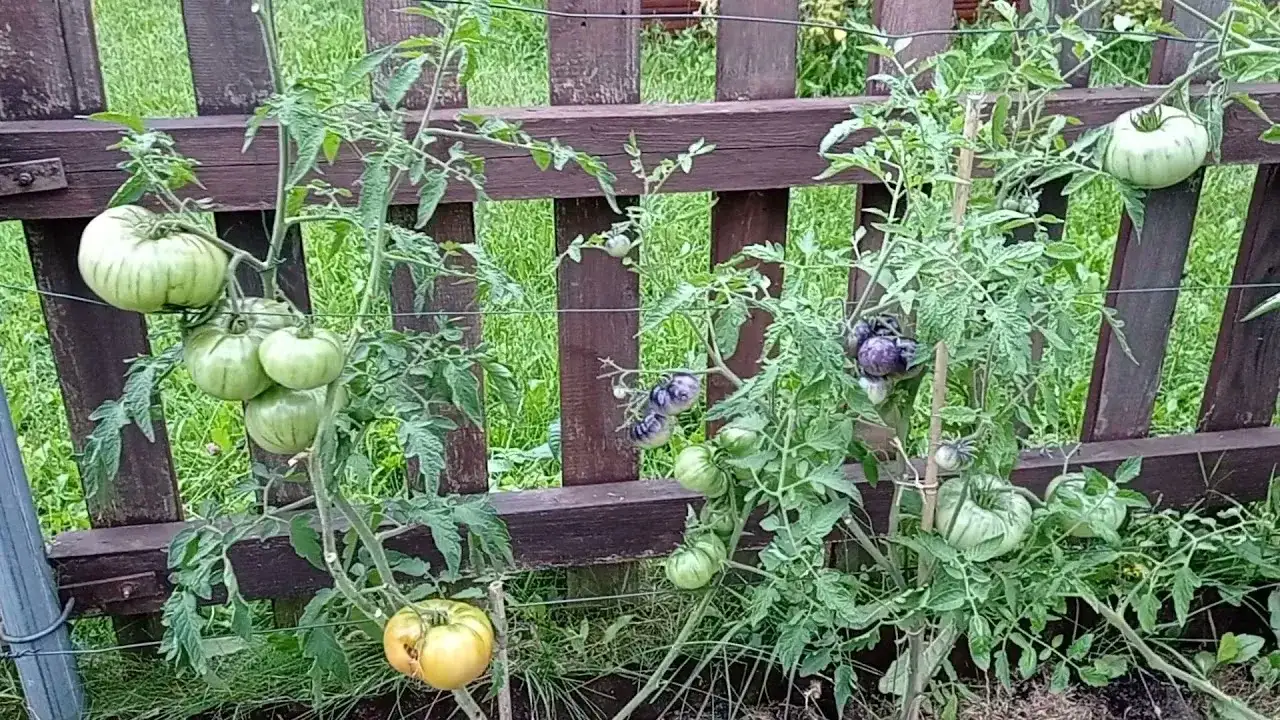 Jak skutecznie zabezpieczyć pomidory w gruncie przed zagrożeniami