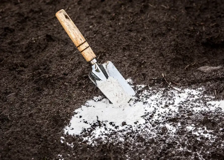 Jak prawidłowo stosować dolomit w ogrodzie, aby poprawić glebę i uniknąć błędów