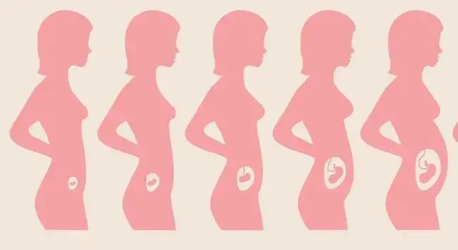 Co to jest trymestr w ciąży i jak wpływa na rozwój dziecka