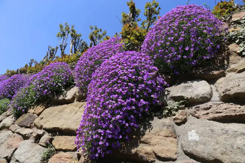 Jakie kwiaty na skalniak? Odkryj najlepsze rośliny do ogrodu