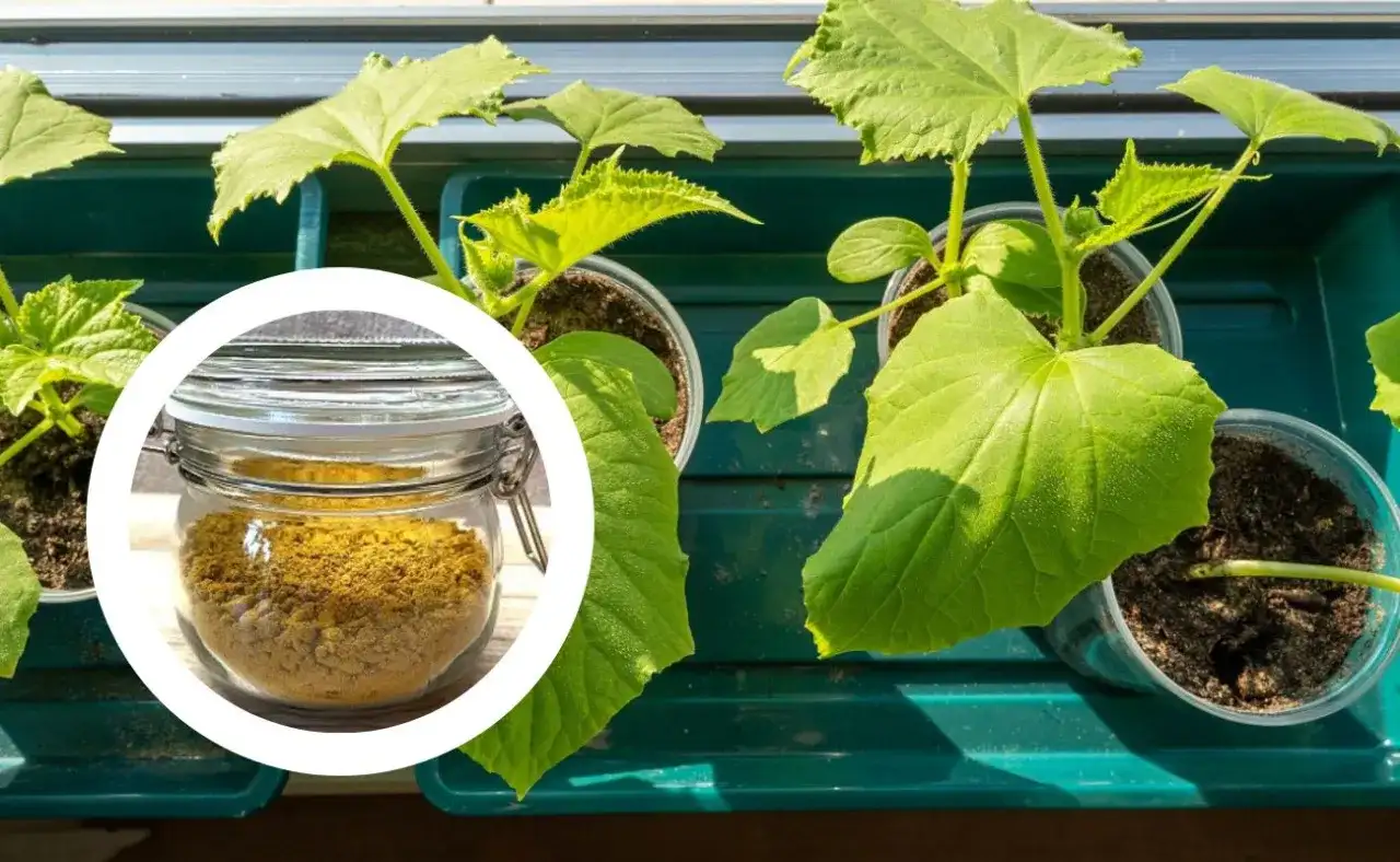 Domowy nawóz do ogórków: 5 skutecznych przepisów dla ogrodu