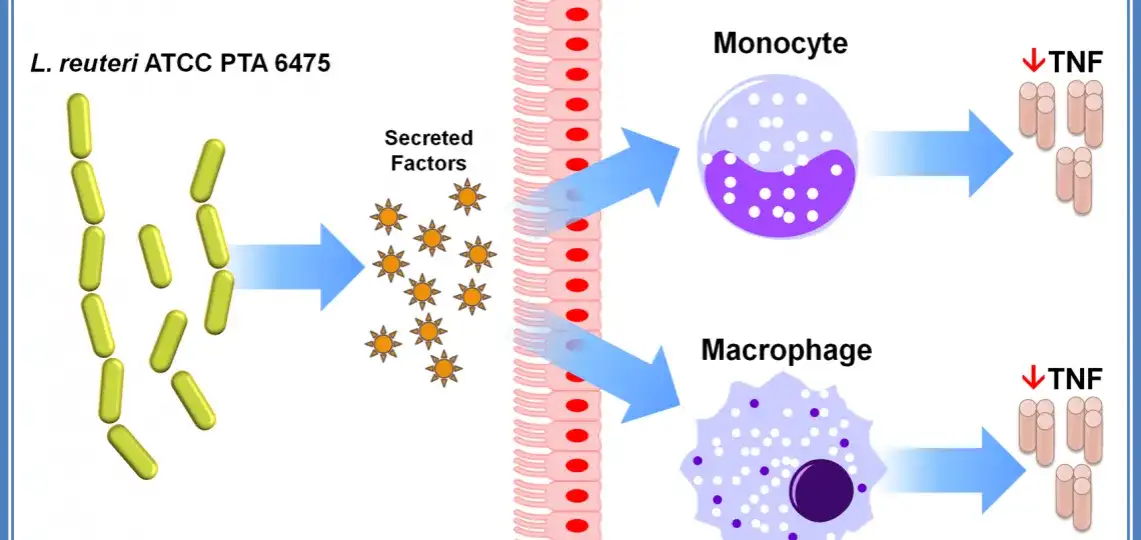 Zastosowanie Lactobacillus reuteri 6475: Przegląd możliwości i korzyści
