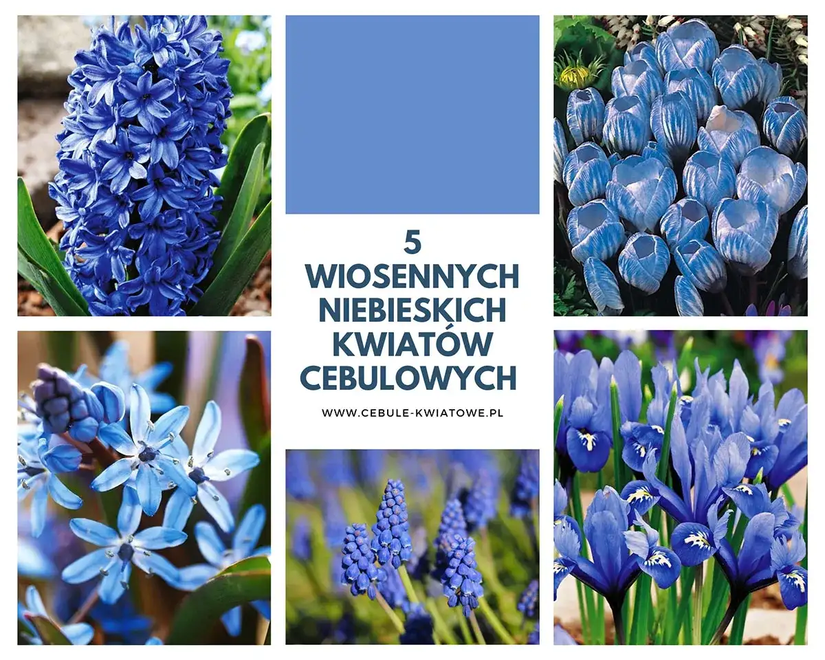 Jak sadzić i pielęgnować wiosenne kwiaty cebulowe: 5 prostych kroków