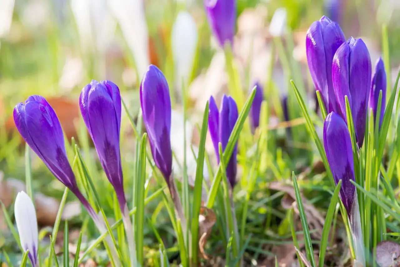 Co robić w ogrodzie w marcu, by uniknąć błędów i cieszyć się pięknem wiosny