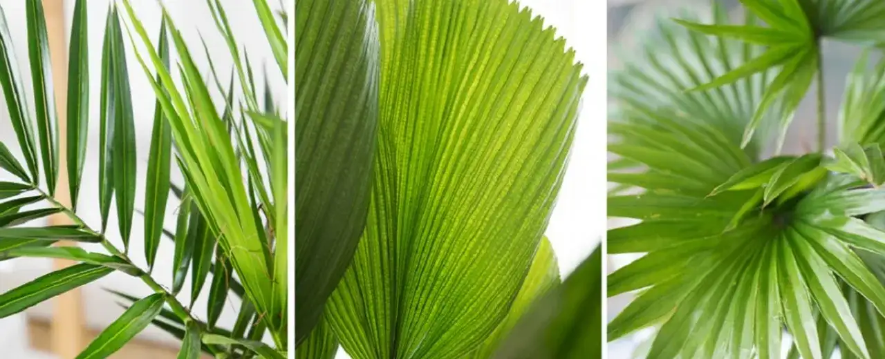 Jak sadzić palmy w doniczce, aby uniknąć najczęstszych błędów