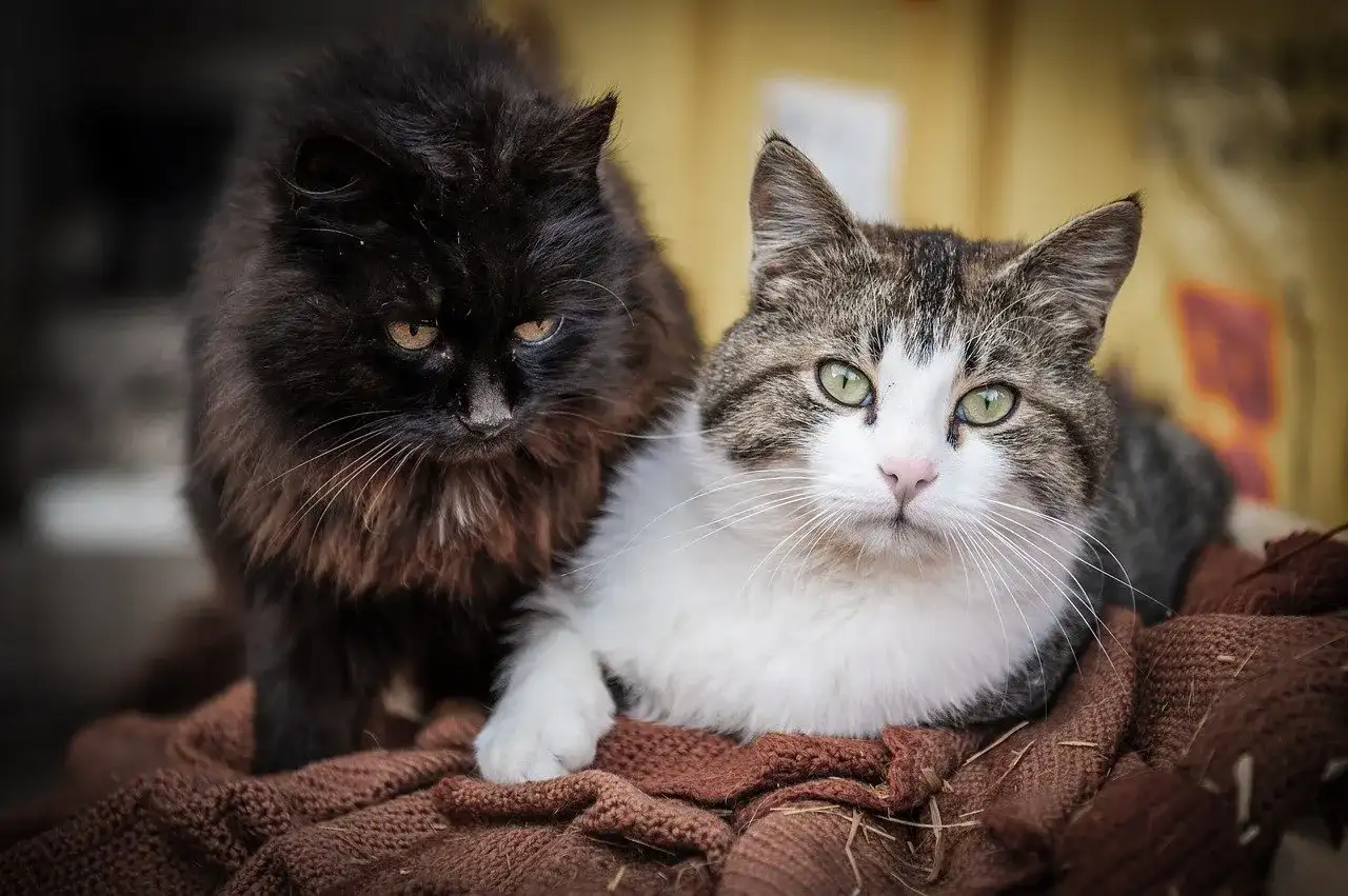 Znaczenie odczynu ph dla zdrowego układu moczowego kota