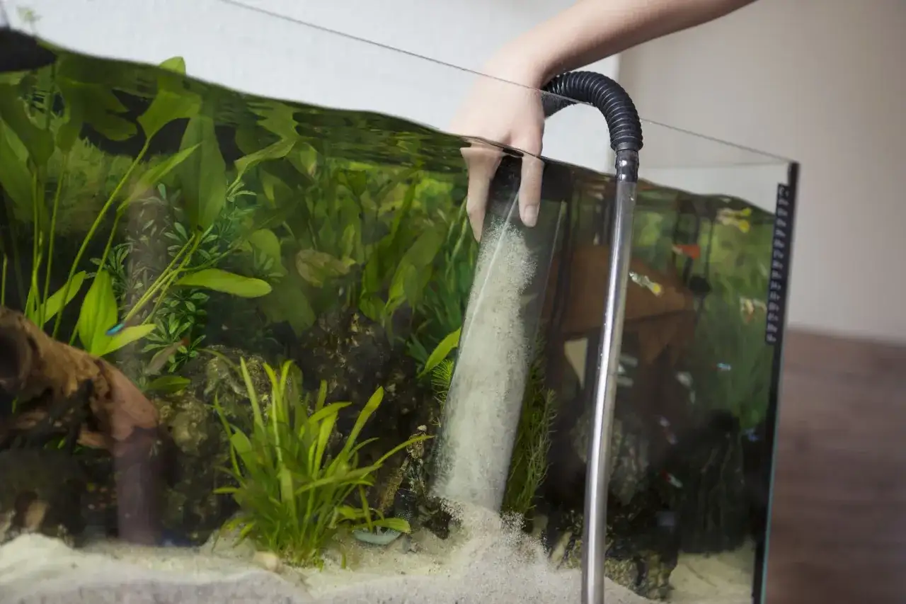 Dowiedz się jak czyścić piasek w akwarium bezpiecznie dla swoich ryb