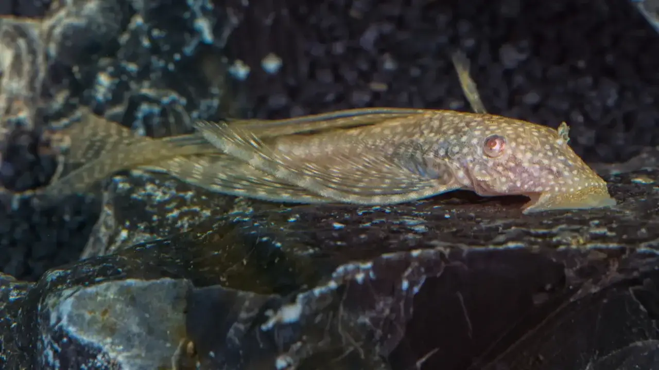 Ile glonojadów do akwarium 60l? Sprawdź, jak uniknąć błędów