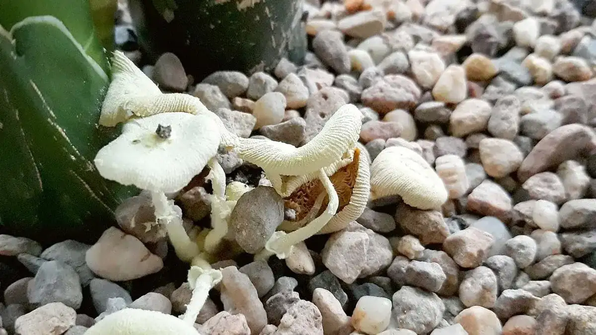 Co oznaczają grzyby w doniczce i jak uratować rośliny przed nimi