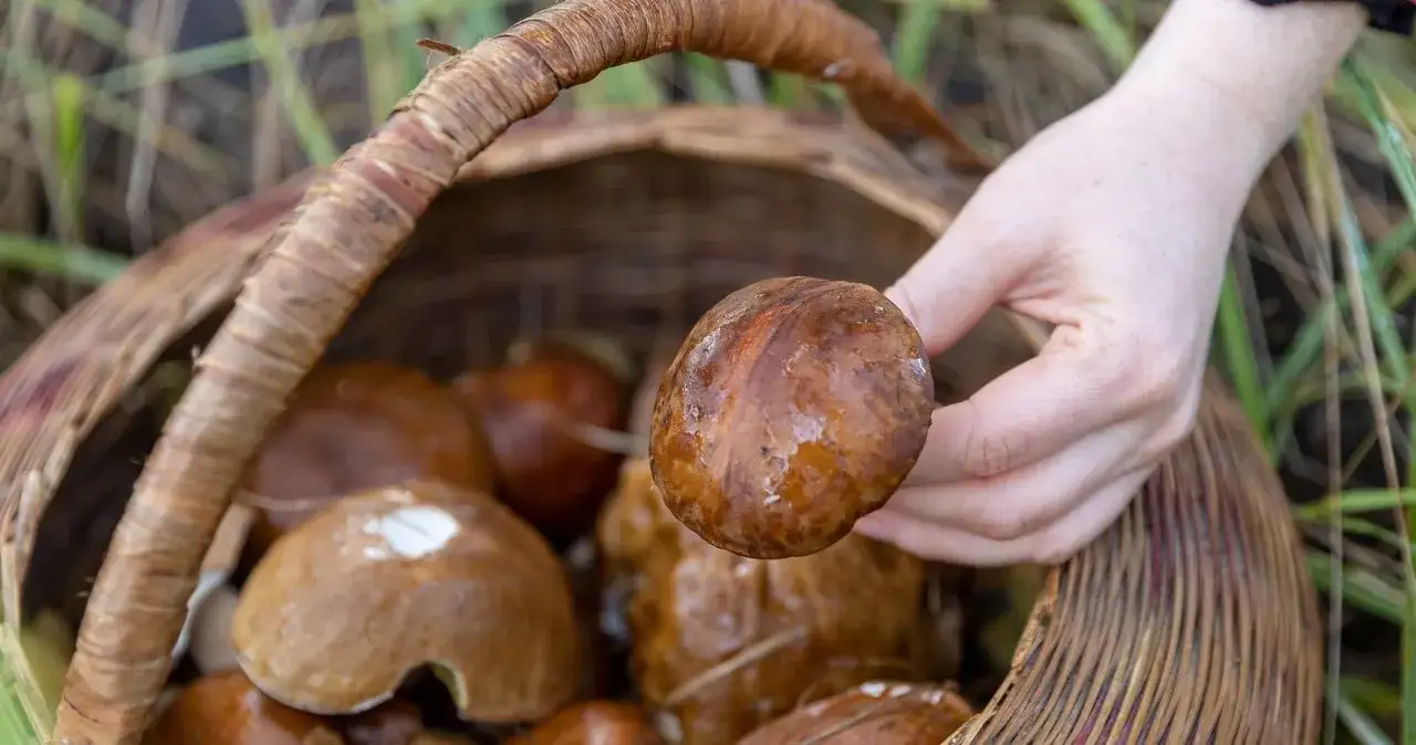 Gdzie na grzyby w Kołobrzegu? Odkryj najlepsze lokalizacje na udane grzybobranie