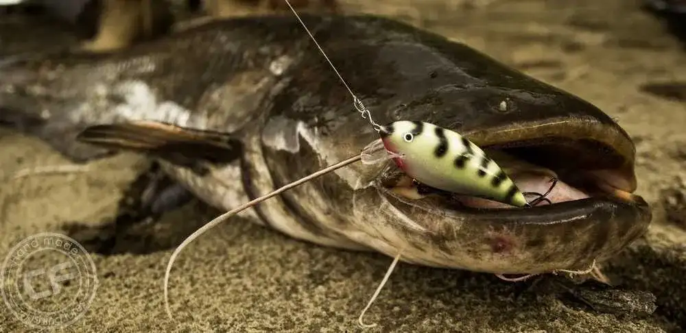 Sum z brzegu: Jaka wędka da Ci sukces? Kompletny poradnik