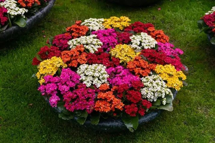 Czy kalanchoe można posadzić w ogrodzie? Sprawdź, co musisz wiedzieć