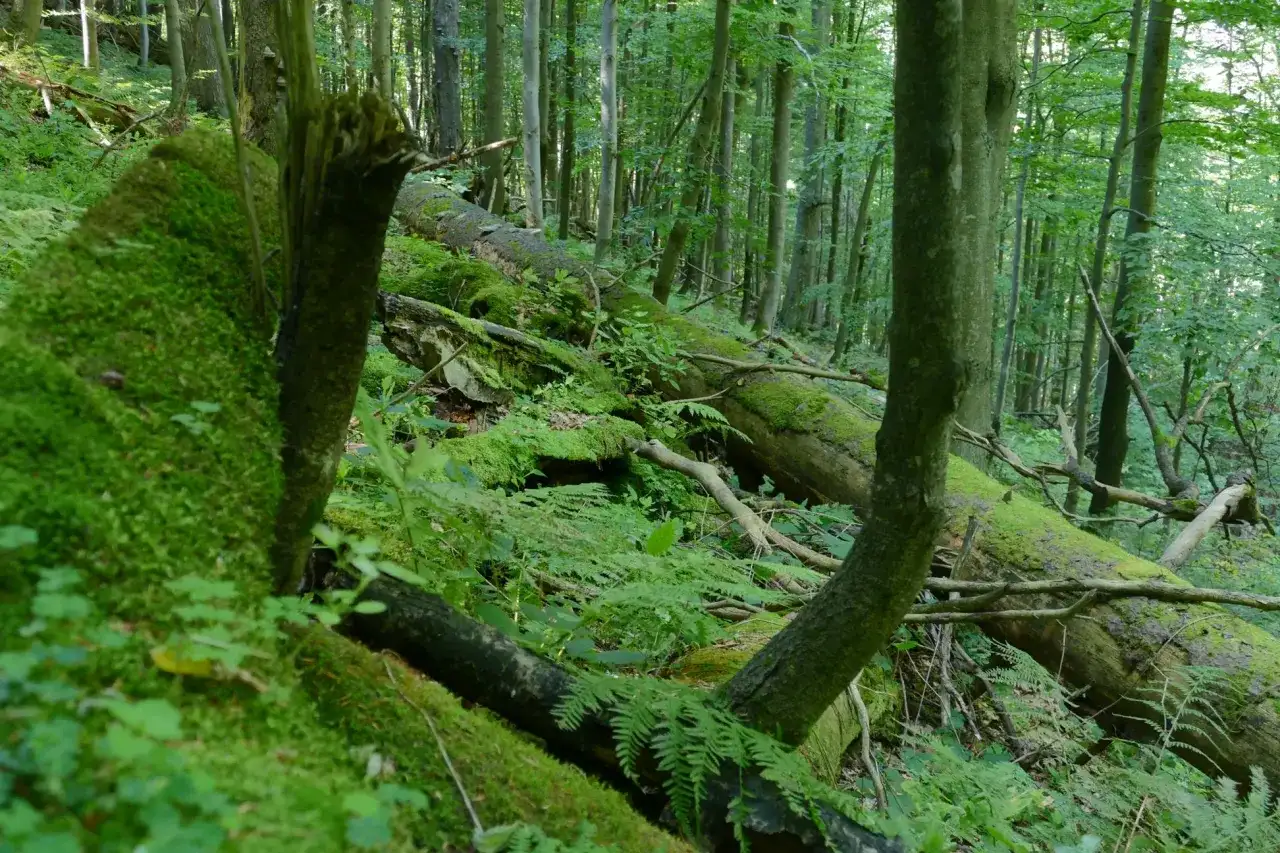 Rezerwat Śrubita: Przewodnik po sercu dzikiej Puszczy Karpackiej