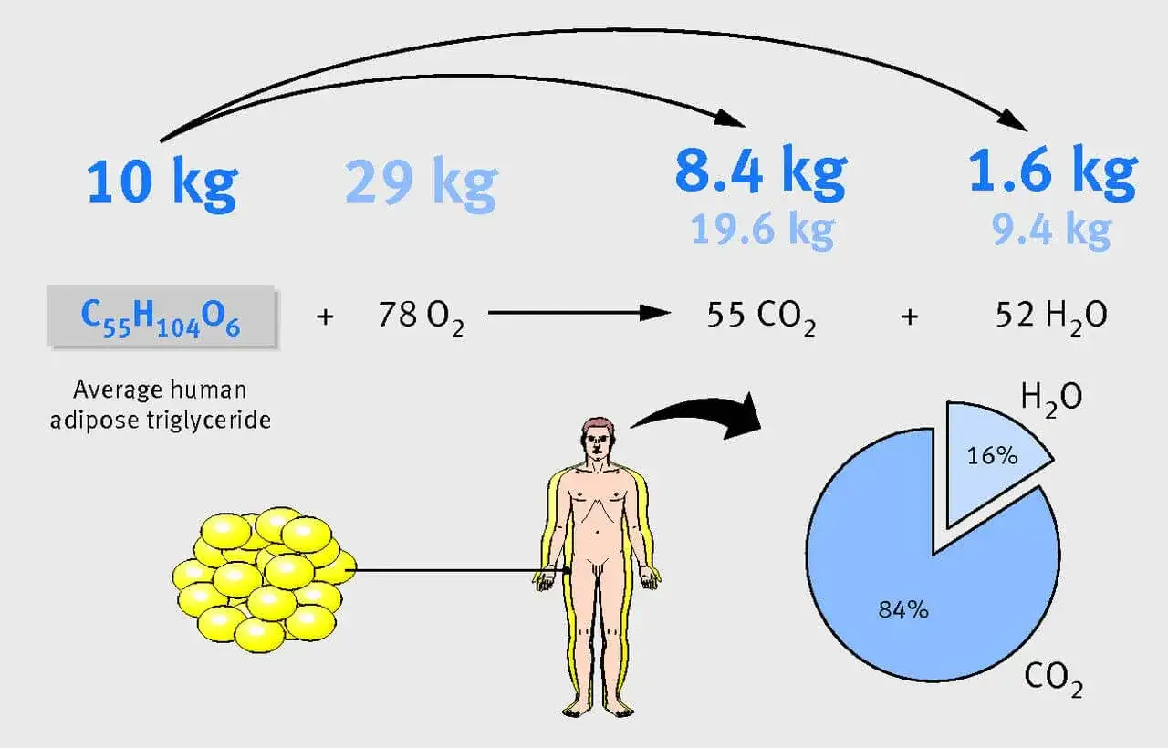 Jak spalić tkankę tłuszczową? Schemat pokazuje, że 10 kg tłuszczu (triglicerydów) z 29 kg tlenu daje 8,4 kg CO2 i 9,4 kg H2O.