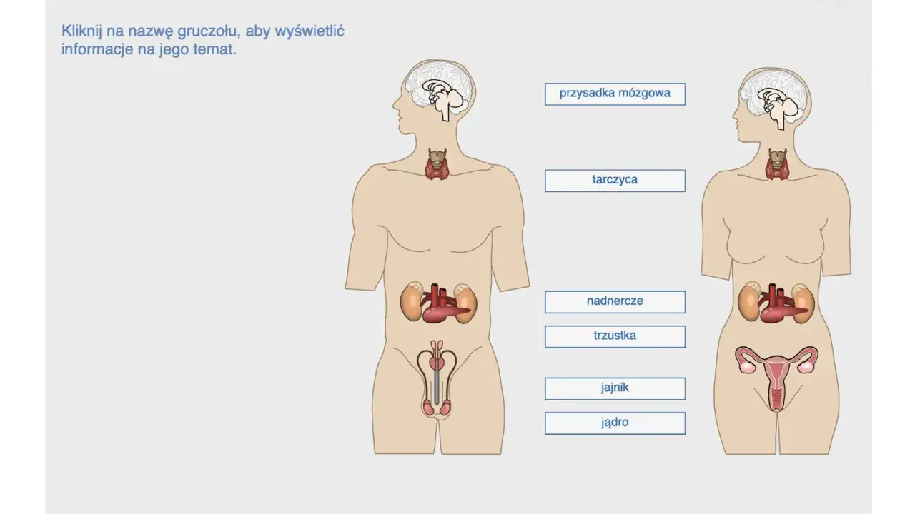 Schemat przedstawia gruczoły dokrewne i ich hormony: przysadkę mózgową, tarczycę, nadnercza, trzustkę, jajnik i jądro.