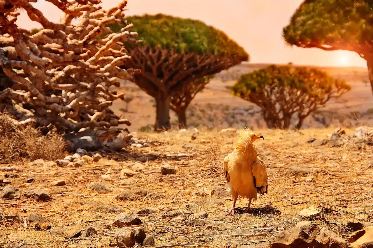 Jemen czy jest bezpiecznie? Odkryj niebezpieczeństwa podróży