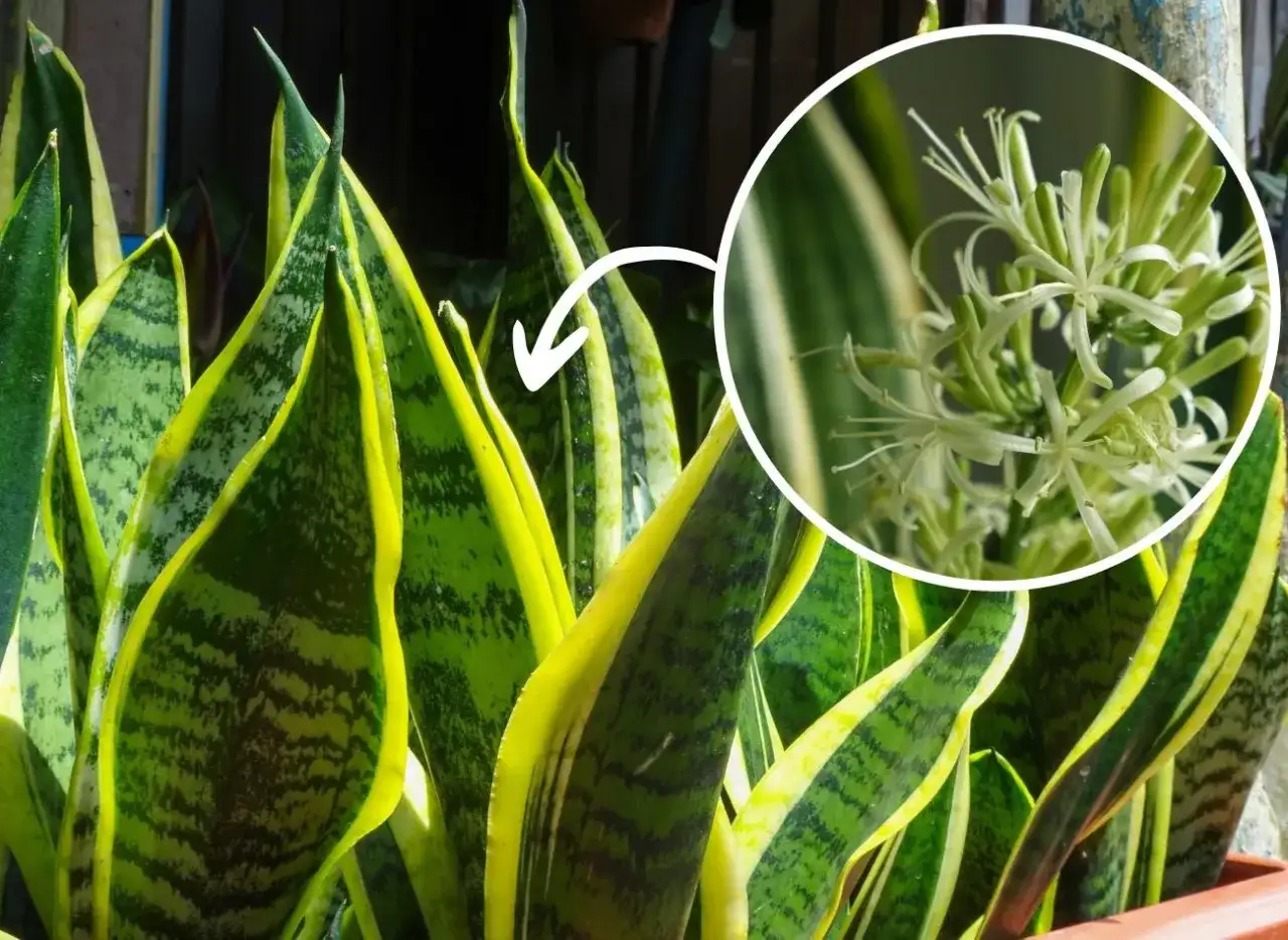 Czy sansewieria kwitnie w domu? Odkryj rzadkie warunki kwitnienia