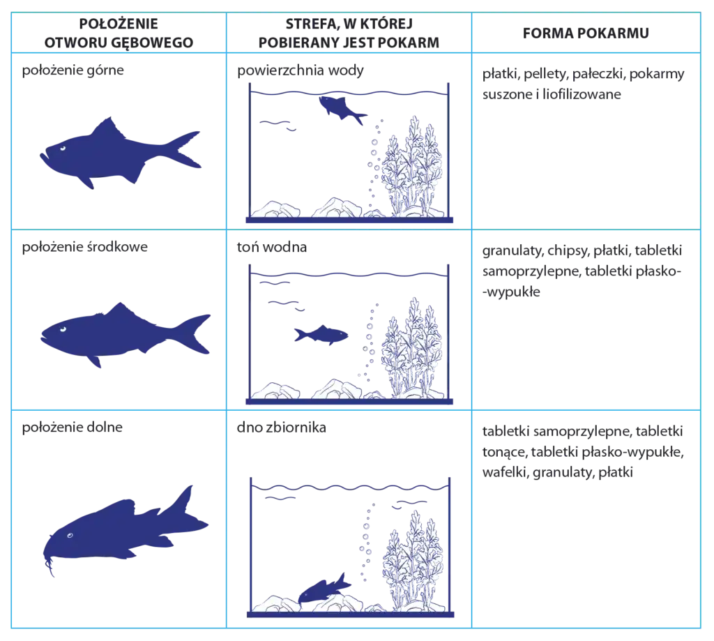 Jaki pokarm dla rybek? Kompletny przewodnik dla akwarysty