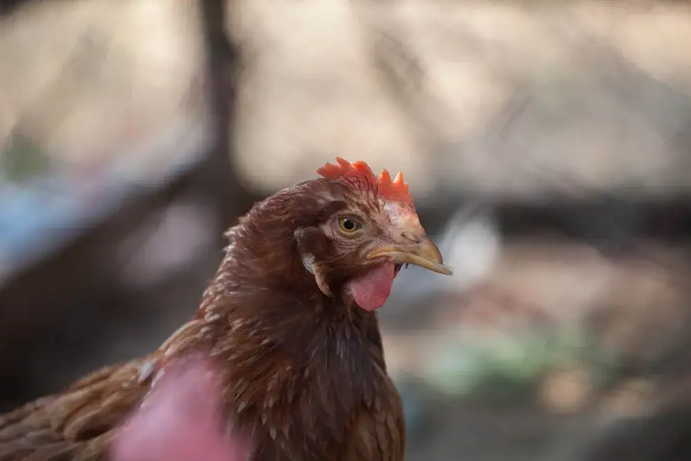 Zbliżenie na kurę stojącą w wolierze otoczonej siatką