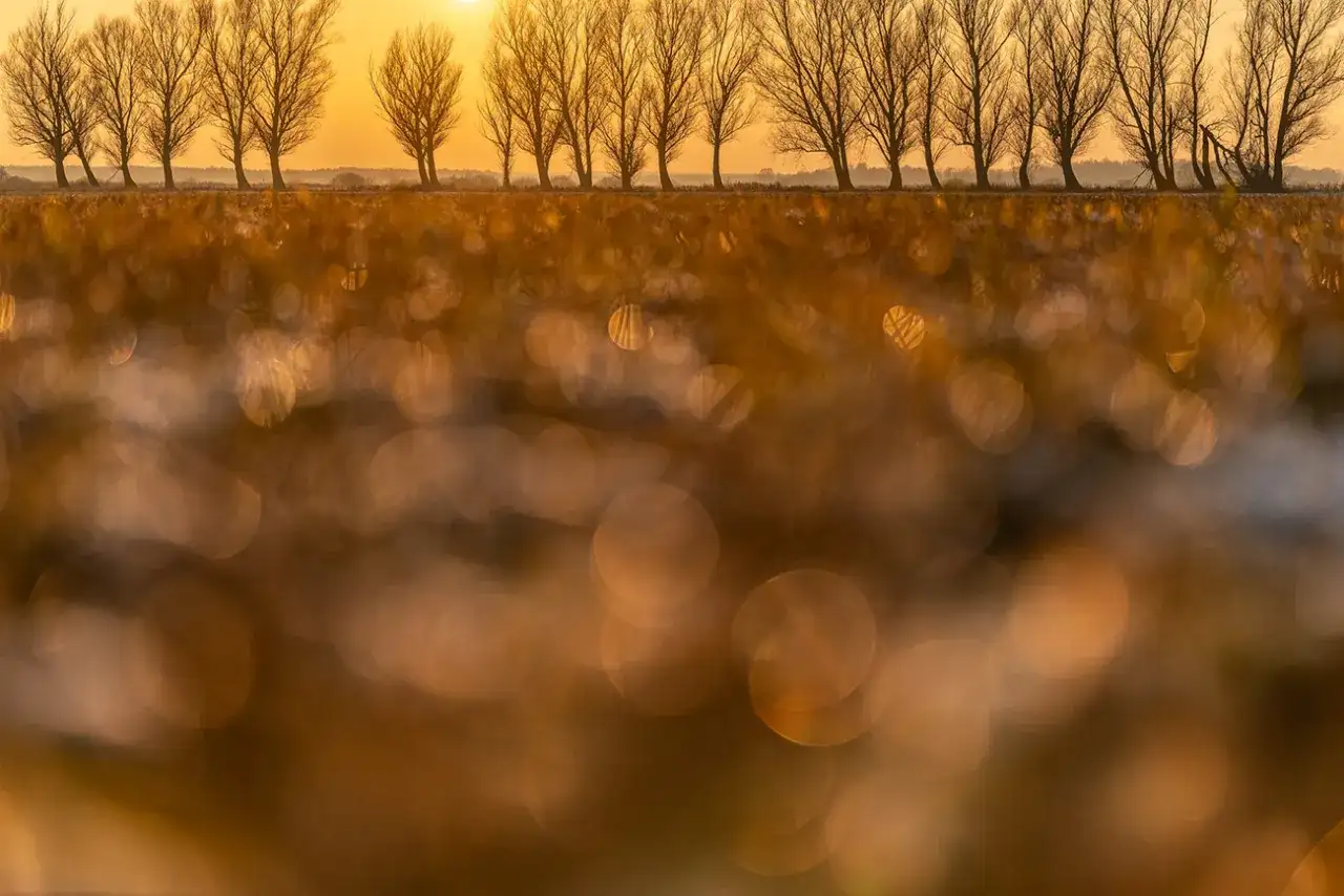 Złote światło zachodzącego słońca oświetla rząd drzew. Piękne bokeh na pierwszym planie, idealne porady fotograficzne dla początkujących.