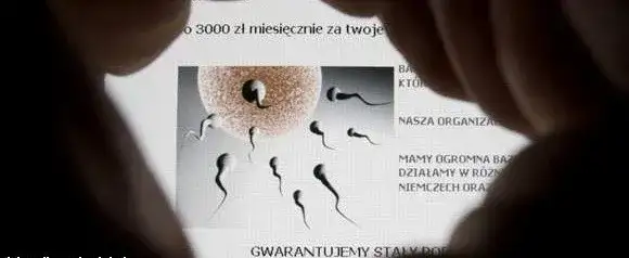 Ile zarobisz na oddaniu spermy? Poznaj realne stawki w Polsce