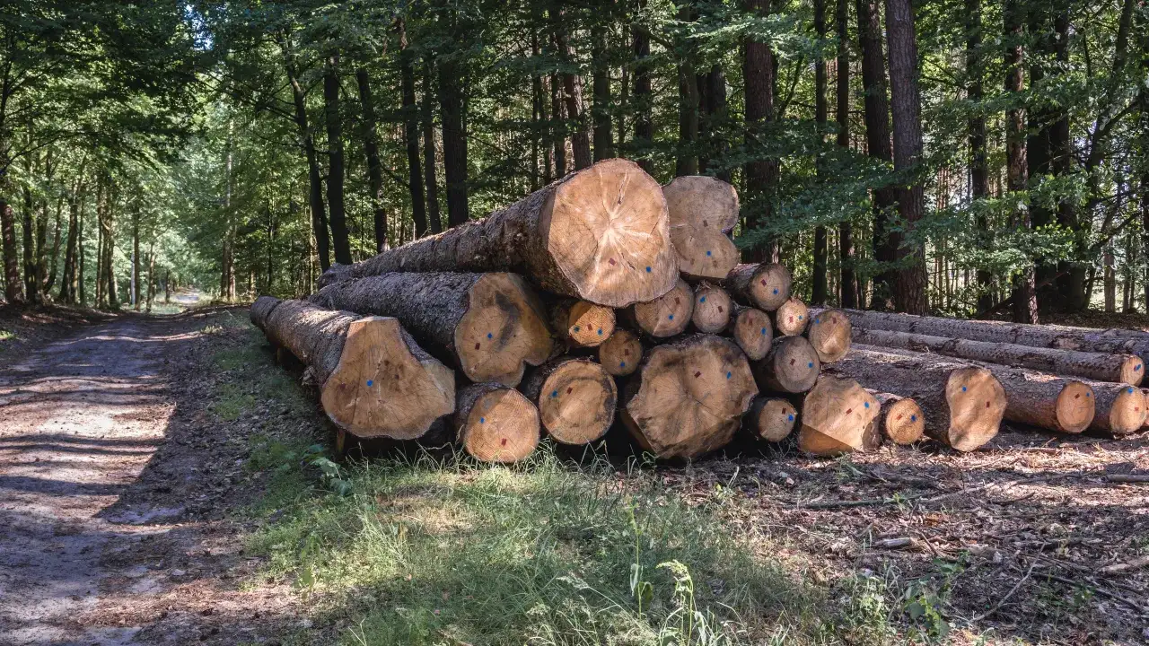 Legalna wycinka drzew w lesie prywatnym: Poradnik krok po kroku