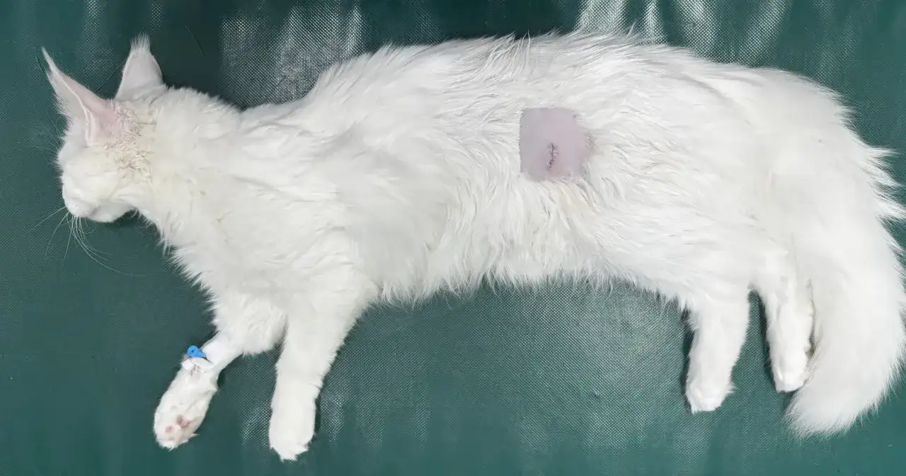 Jak złagodzić ruję u kotki? Sterylizacja najlepsze rozwiązanie