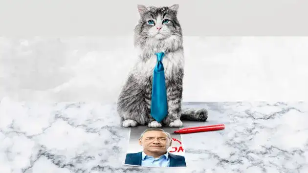 Jak zostać kotem na Netflix? Sprawdź, gdzie obejrzeć film online