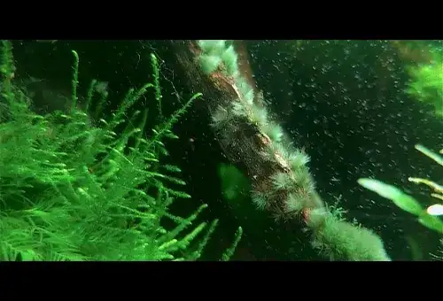 Jak pozbyć się krasnorostów w akwarium i przywrócić jego zdrowie