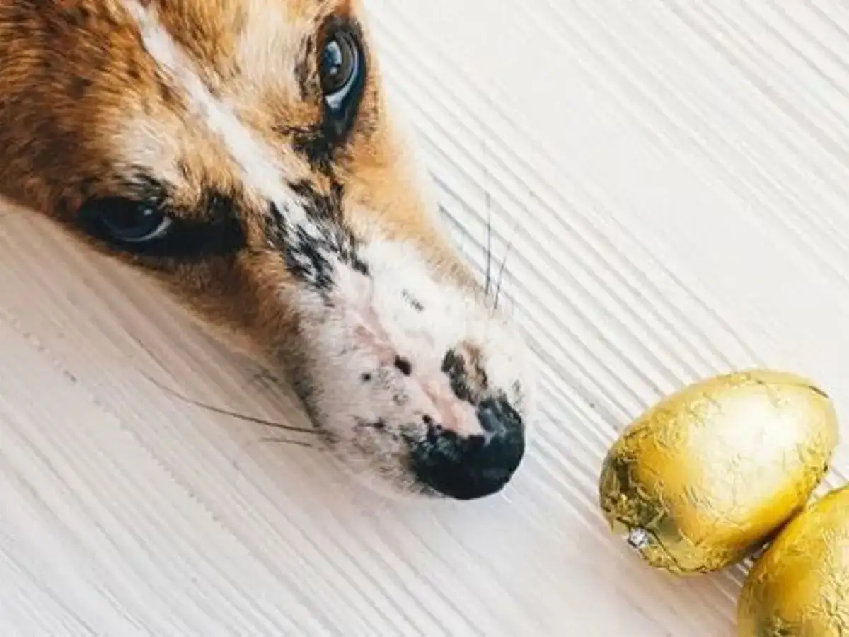 Pies zjadł czekoladę? Natychmiastowy plan działania i objawy zatrucia